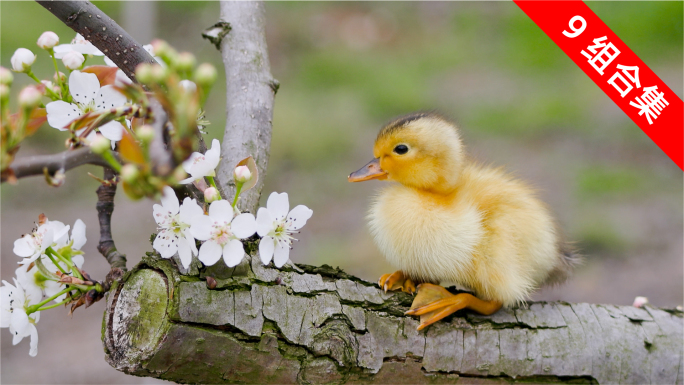 春暖花开，乡村梨花果园的小鸭子嬉戏