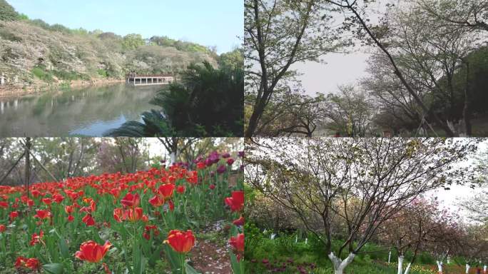 湖南省植物园樱花湖初夏景色