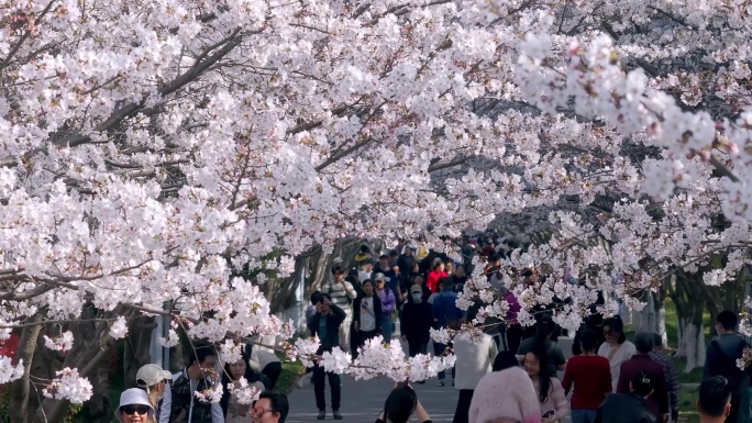 樱花 樱花盛开 上海樱花园