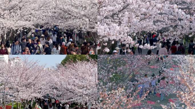 樱花 樱花盛开 上海樱花园