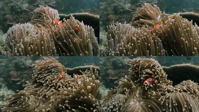 近距离观察海葵中两只快乐的假小丑海葵鱼。
