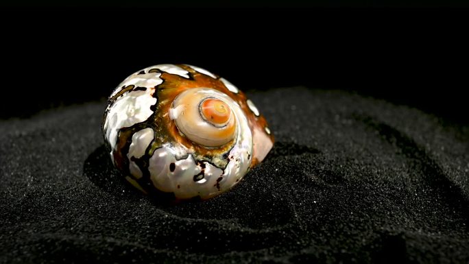 黑色沙滩上的南非头巾贝壳