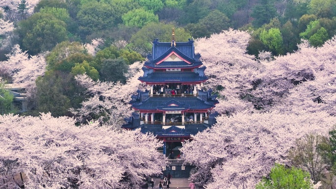 无锡鼋头渚樱花