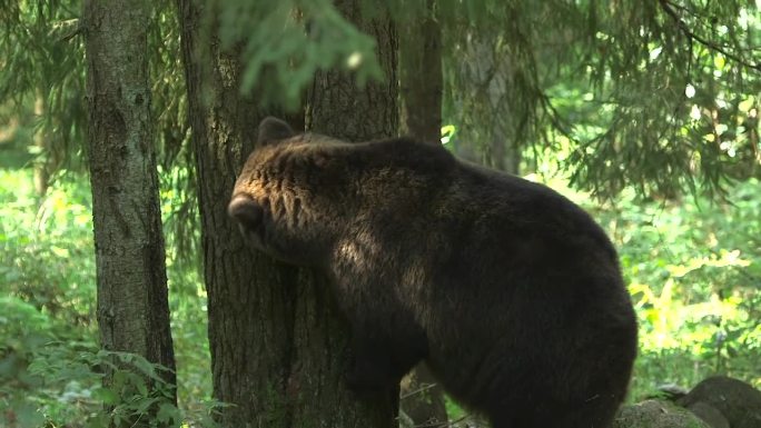 大棕熊靠在树上吃东西