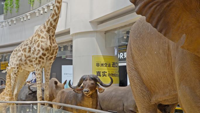 4K实拍广州天河正佳广场上草原的动物标本