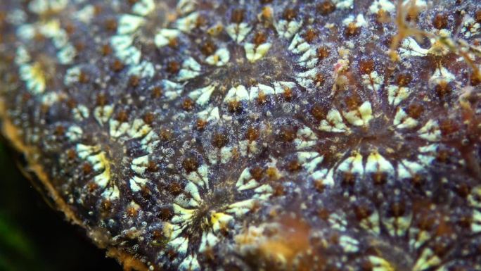 星形被囊虫(Botryllus schlosseri)是一种群居的海鞘被囊动物