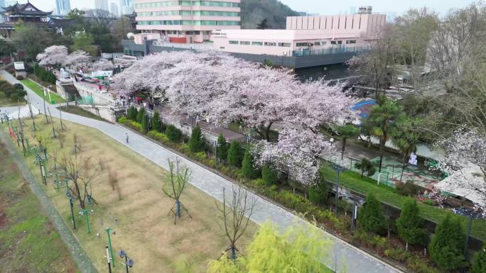 三组湖北武汉晴川假日酒店樱花