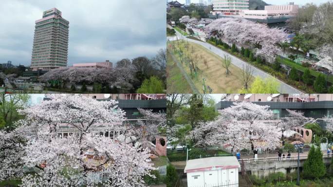 三组湖北武汉晴川假日酒店樱花