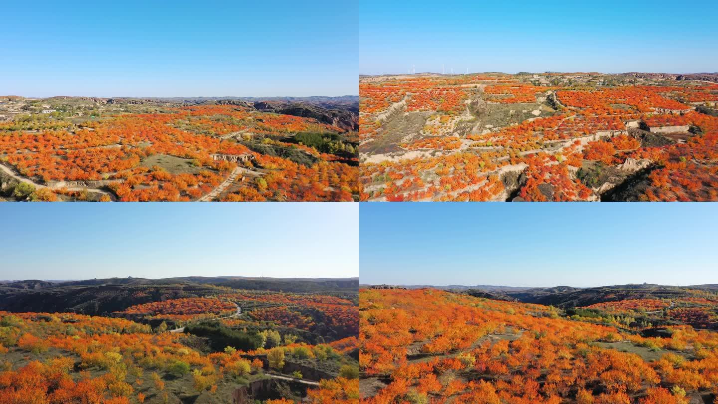 红叶 秋天 黄叶 树叶  自然景观