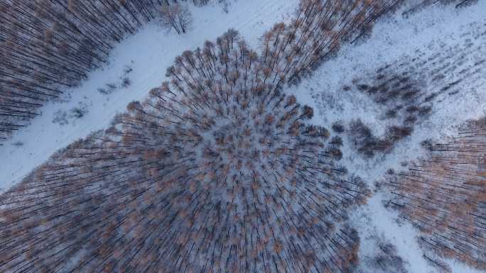 4K俯拍冬季森林树冠 (3)