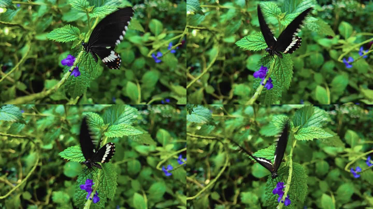 一只慢动作的摩门教蝴蝶