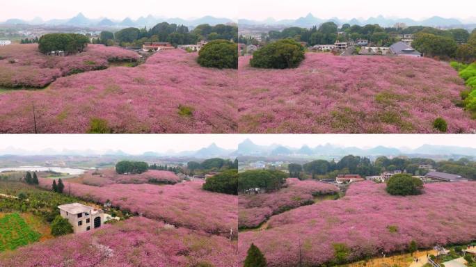 贵州清镇红枫湖右二花海樱花海棠花开了-5