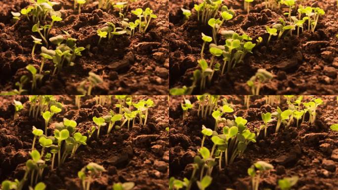 4k实拍 种子发芽 破土而出生长延时摄影