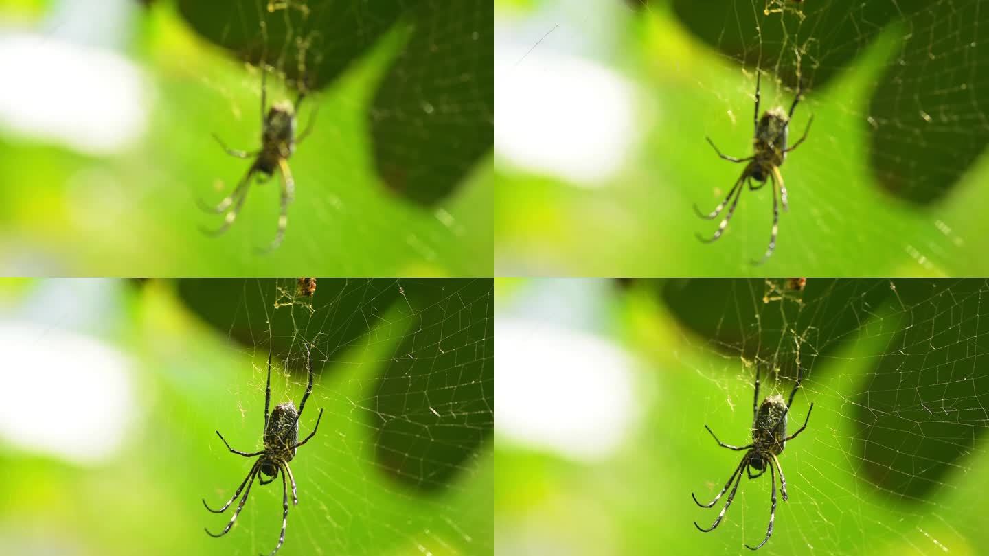 网和蜘蛛
