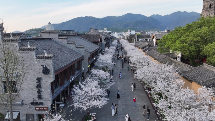 台州临海紫阳街樱花航拍