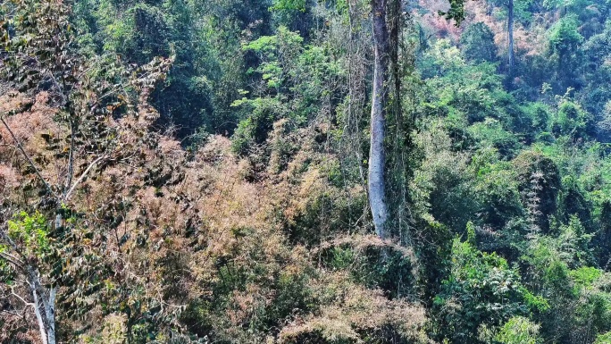4K原素材-航拍西双版纳热带雨林谷
