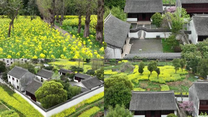 常熟瓶隐庐油菜花视频