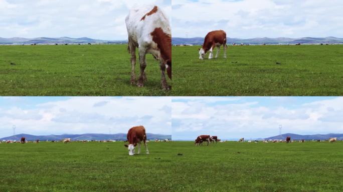 坝上草原放牧，牛在吃草