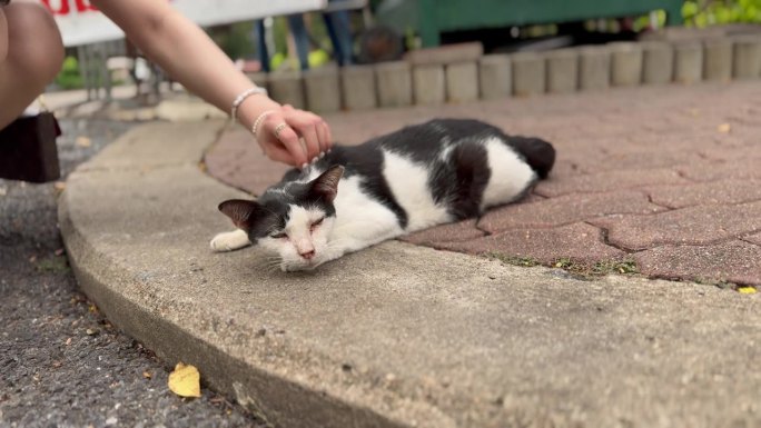生病的流浪猫可爱地躺下，拍拍一个女人的头。