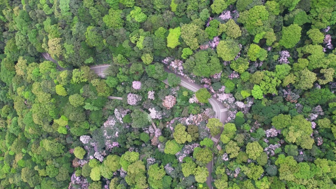 梧桐山杜鹃花