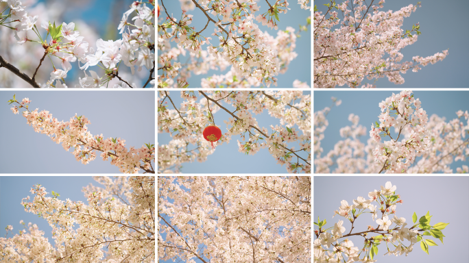 春天樱花开放 唯美白色樱花