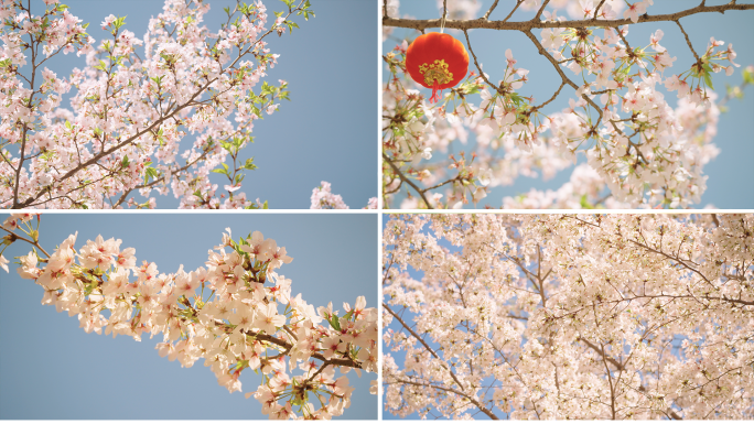 春天樱花开放 唯美白色樱花