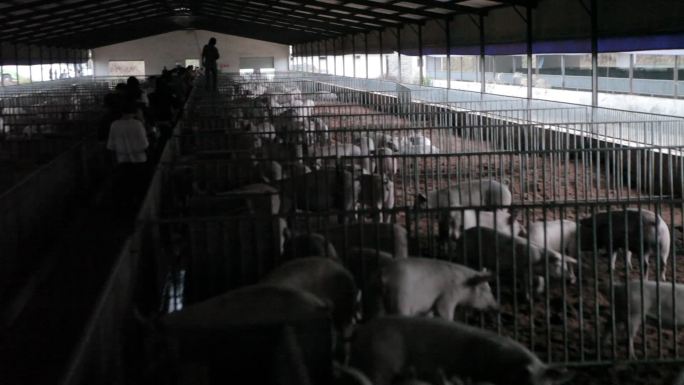 大型养殖场里很多猪