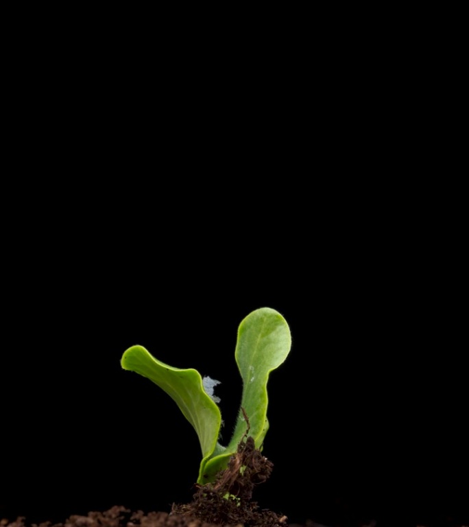 在春天种植植物，时间流逝。发芽新生黄瓜。绿色的幼苗