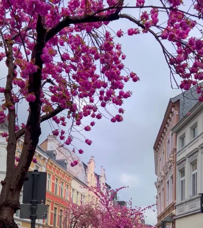 2023年4月20日，德国波恩街头的日本粉色樱花