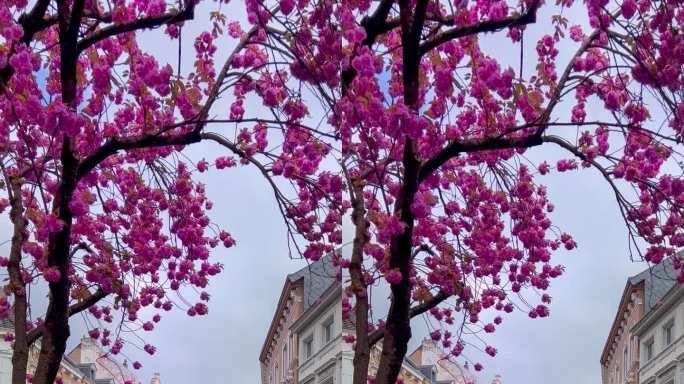 2023年4月20日，德国波恩街头的日本粉色樱花