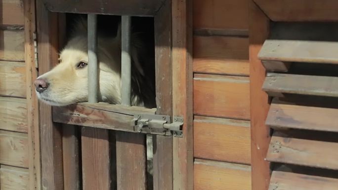 孤独无聊的狗子