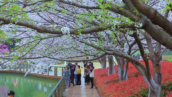 实拍常州武进新天地公园观赏樱花