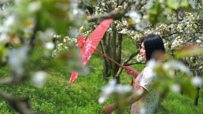 旗袍美女打油纸伞走在梨花园里美丽景象