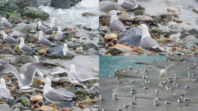 海岸边成群的海鸥