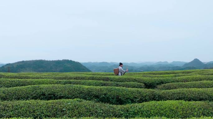 古人穿过一片茶园