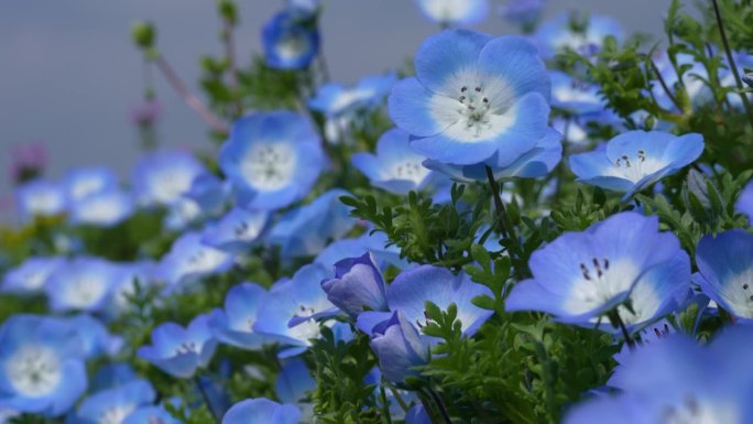 倾斜4K视频的“Nemophila”，一个小蓝色的花。