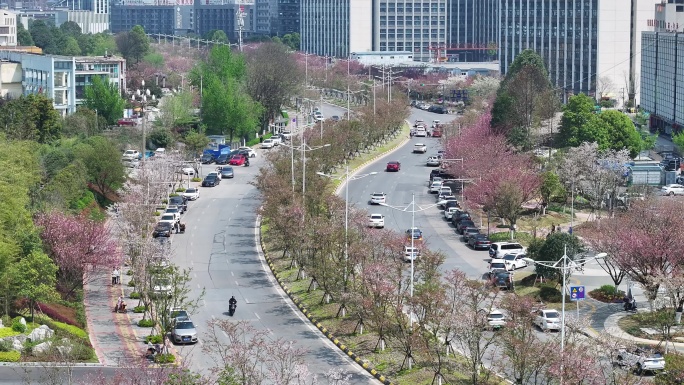 开满樱花的城市道路