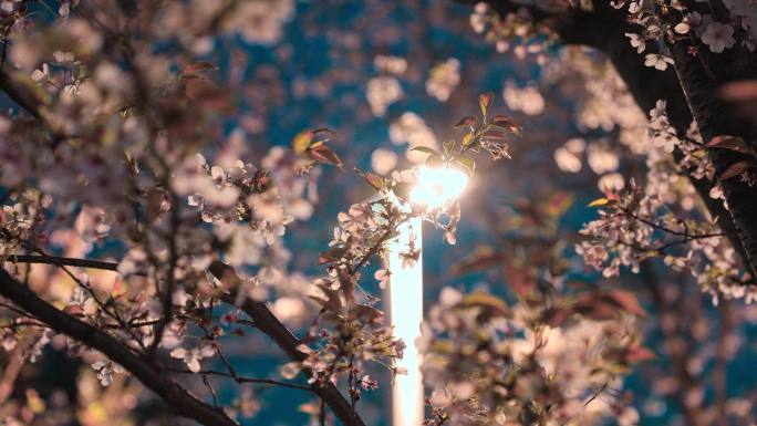 春季夜景樱花