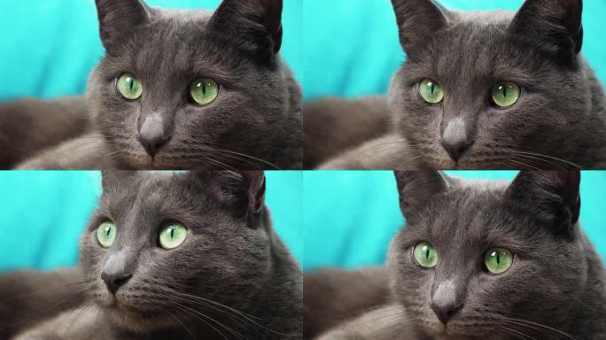 猫的眼睛和鼻子的特写照片，微距摄影，一只猫躺在沙发上