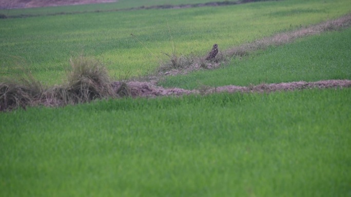 短耳猫头鹰在栖息地的镜头