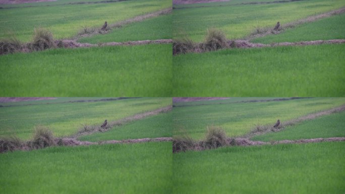 短耳猫头鹰在栖息地的镜头
