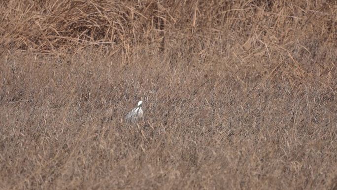 鹭 白鹭 Heron 鹭鸶 涉禽