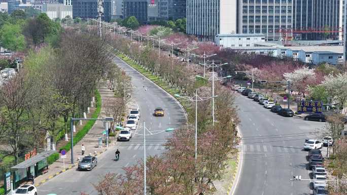 樱花大道 开满樱花的城市道路