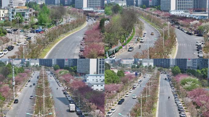 樱花大道 开满樱花的城市道路