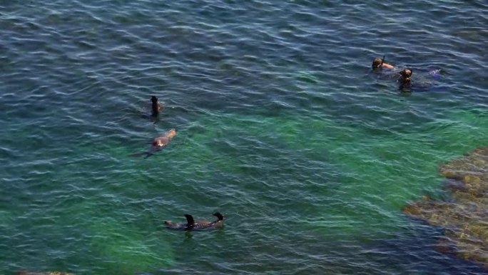 潜水者观看野生长鼻海豹在水中受冻