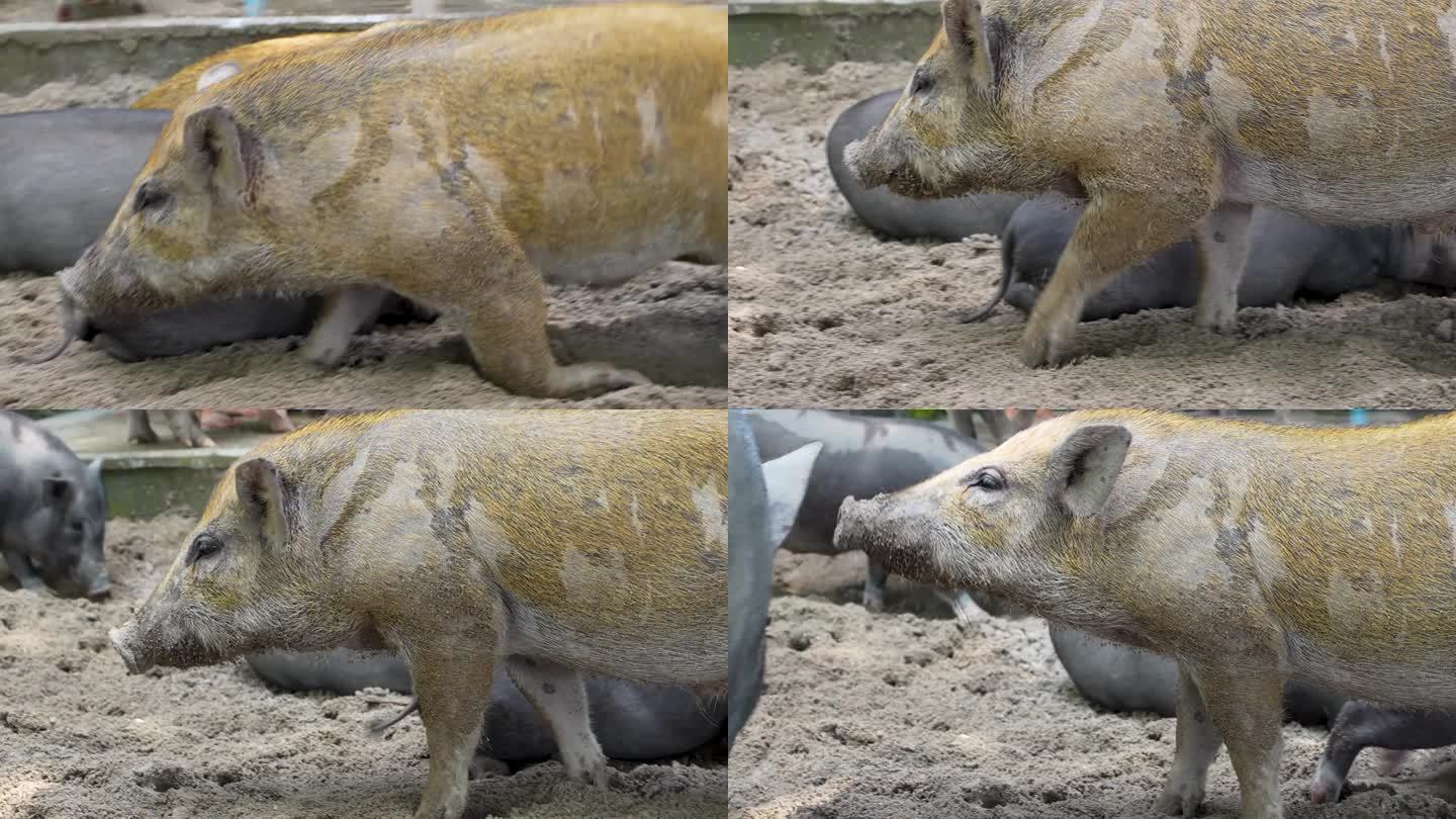 猪涉水穿过沙地