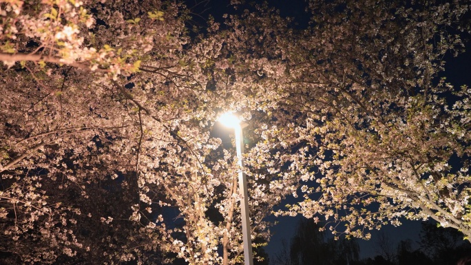 春季夜景樱花