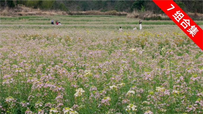 五彩油菜花海派对，女孩拍照跳舞共欢颜