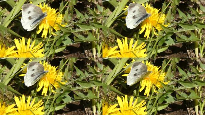 从上面看卷心菜蝴蝶的长鼻在扩张和收缩。