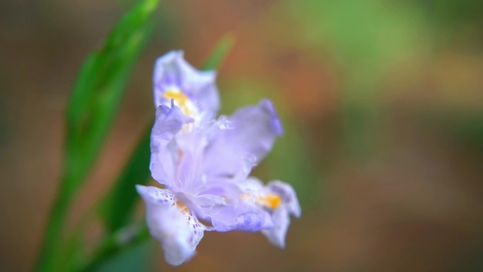 扁竹兰 扁竹 扁竹根 花春天 运镜